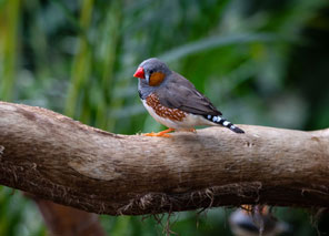 Small bird perched on a branch inside an aviary, offering a peaceful environment for residents.